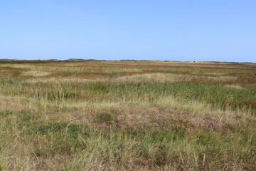 Salt marshes on Spiekeroog in summer