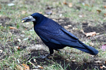 "Crow" is a sleek, black bird known for its intelligence and adaptability, often seen perched in urban or rural settings.