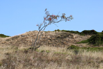Sorbus aucuparia (Rowan, Vogelbeere) bent by the wind in the dunes of the island of Spiekeroog
