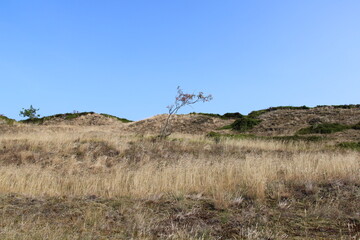 Sorbus aucuparia (Rowan, Vogelbeere) bent by the wind in the dunes of the island of Spiekeroog