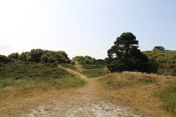 Heather landscape in the western interior part of the island of Spiekeroog