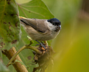 portrait très rapproché d'une très jolie mésange nonette, agrippé à un tournesol, sous une lumière automnale