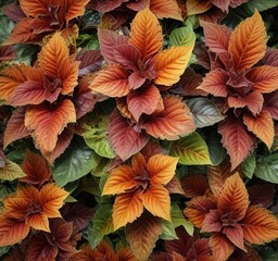 Fototapeta premium Coleus Plant with Variegated Leaves in Green and Orange, multicolored coleus, outdoor garden, home decor