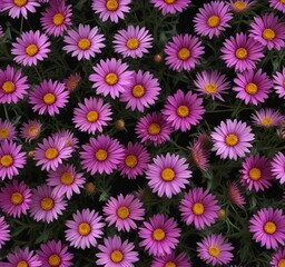 Fototapeta premium Colorful and bright asters in full bloom on a simple black background creating a striking visual effect , isolated flowers, black background, bright flowers