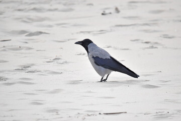 Hooded crow bird on the beach