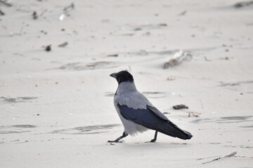 Hooded crow bird on the beach