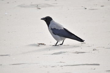 Hooded crow bird on the beach