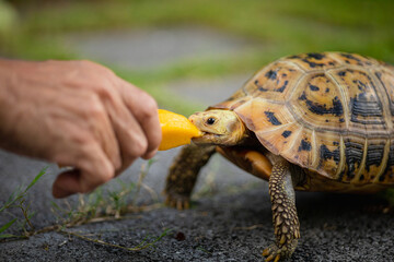 Feeding The Yellow Turtle By Hand Close Up 