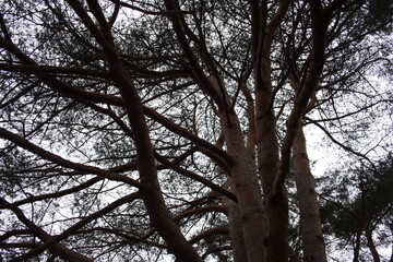 branches of a tree