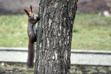 Tree Squirrel Portrait, Close Up, Animal Nature Concept