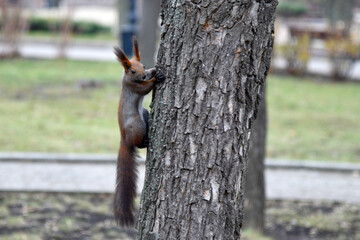 Tree Squirrel Portrait, Close Up, Animal Nature Concept