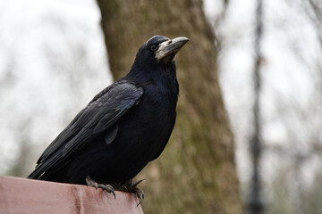 Striking Silhouette of a Singular Bird in Profile Against a Minimalist Backdrop Showcasing...