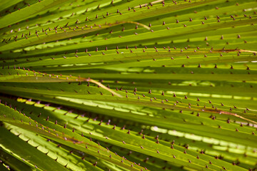 The Puya Raimondi, a giant of the Andean highlands, stands tall at Quebrada Pastoruri. With its...