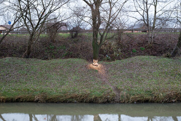 Tree trunks gnawed by beavers