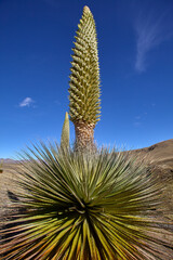The Puya Raimondi, a giant of the Andean highlands, stands tall at Quebrada Pastoruri. With its spiky elegance and unique presence, it&rsquo;s a testament to the resilience of life at high altitudes.