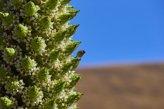 The Puya Raimondi, a giant of the Andean highlands, stands tall at Quebrada Pastoruri. With its spiky elegance and unique presence, it&rsquo;s a testament to the resilience of life at high altitudes.