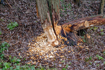 Tree trunks gnawed by beavers