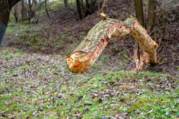Tree trunks gnawed by beavers