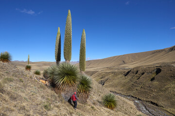 The Puya Raimondi, a giant of the Andean highlands, stands tall at Quebrada Pastoruri. With its...