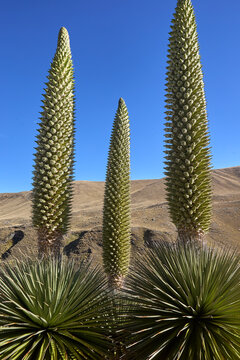 The Puya Raimondi, a giant of the Andean highlands, stands tall at Quebrada Pastoruri. With its spiky elegance and unique presence, it&rsquo;s a testament to the resilience of life at high altitudes.