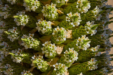 The Puya Raimondi, a giant of the Andean highlands, stands tall at Quebrada Pastoruri. With its spiky elegance and unique presence, it&rsquo;s a testament to the resilience of life at high altitudes.