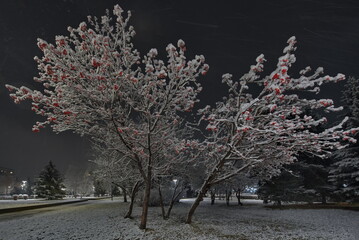 Novokuznetsk, Russia. November 01, 2024. A picturesque view of the trees of the city park covered...