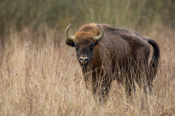 European bison - Bison bonasus in the Knyszyn Forest
