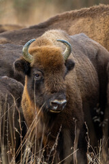 European bison - Bison bonasus in the Knyszyn Forest