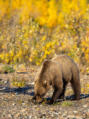 Grizzly Bear in Denali National Park Alaska in Autumn