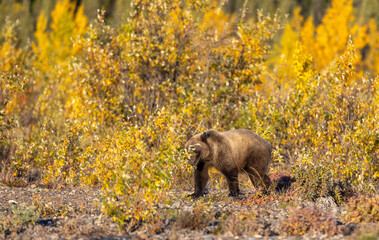 Grizzly Bear in Denali National Park Alaska in Autumn