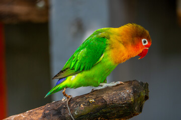 OLYMPUS DIGITAL CAMERAFischer's lovebird (Agapornis fischeri) is a small parrot species of the genus Agapornis