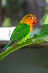 OLYMPUS DIGITAL CAMERAFischer's lovebird (Agapornis fischeri) is a small parrot species of the genus Agapornis