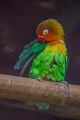 OLYMPUS DIGITAL CAMERAFischer's lovebird (Agapornis fischeri) is a small parrot species of the genus Agapornis