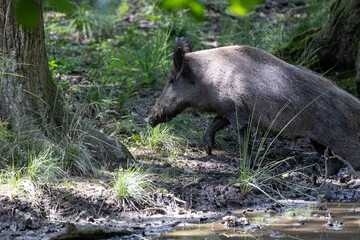 Wild boar (Sus scrofa) in the forest