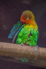 OLYMPUS DIGITAL CAMERAFischer's lovebird (Agapornis fischeri) is a small parrot species of the genus Agapornis