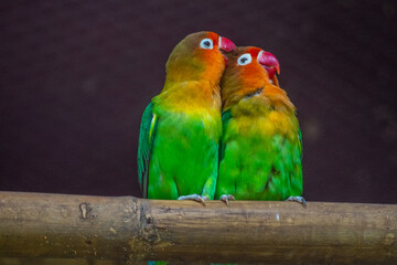 OLYMPUS DIGITAL CAMERAFischer's lovebird (Agapornis fischeri) is a small parrot species of the genus Agapornis