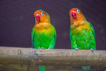 OLYMPUS DIGITAL CAMERAFischer's lovebird (Agapornis fischeri) is a small parrot species of the genus Agapornis