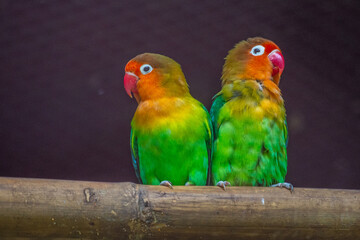 OLYMPUS DIGITAL CAMERAFischer's lovebird (Agapornis fischeri) is a small parrot species of the genus Agapornis