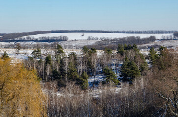 Winter landscape snowy fields and forest under blue sky, trees and bushes in snow