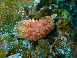 Sea slugs are called the jewels of the sea because of their colorful appearance and shape.
ウミウシはその色鮮やかな姿、形から海の宝石と呼ばれています。