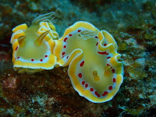 Sea slugs are called the jewels of the sea because of their colorful appearance and shape.
ウミウシはその色鮮やかな姿、形から海の宝石と呼ばれています。