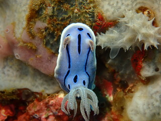 ウミウシはその色鮮やかな姿、形から海の宝石と呼ばれています。