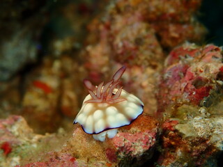 ウミウシはその色鮮やかな姿、形から海の宝石と呼ばれています。