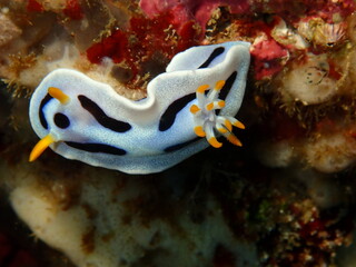 ウミウシはその色鮮やかな姿、形から海の宝石と呼ばれています。
