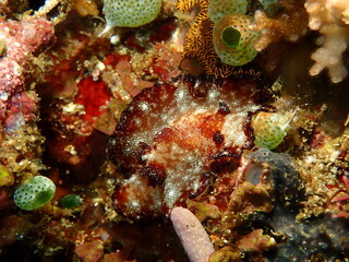 ウミウシはその色鮮やかな姿、形から海の宝石と呼ばれています。