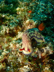 ウミウシはその色鮮やかな姿、形から海の宝石と呼ばれています。