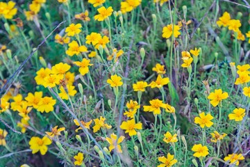 Close-up image of bright yellow flowers with five petals, set against a blurred natural outdoor background Detailed focus on stamens and pistils