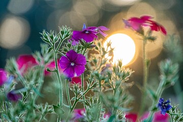 A sunrisesunset scene features a field of multi-colored flowers, predominantly purple, pink, and...