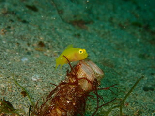 ウミウシはその色鮮やかな姿、形から海の宝石と呼ばれています。