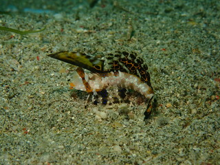 ウミウシはその色鮮やかな姿、形から海の宝石と呼ばれています。